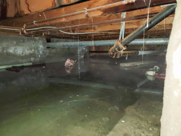 Best Flood damage cleanup  in El Macero, CA